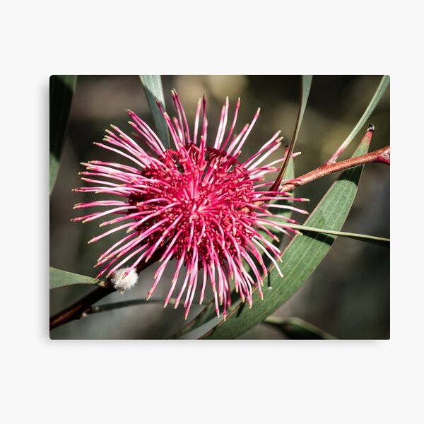 Item preview, Pin Cusion Hakea designed and sold by pcbermagui.