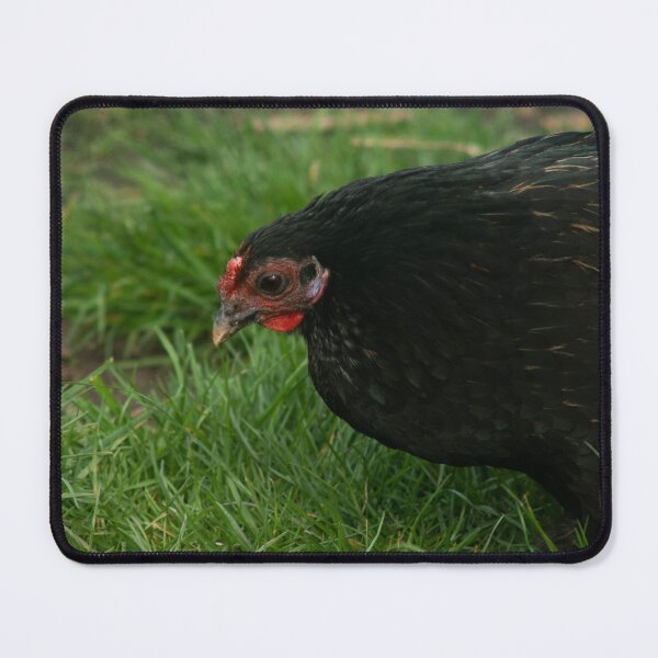 Item preview, black chicken designed and sold by Francespoppy.