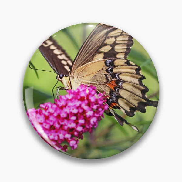 Item preview, Giant Swallowtail Nectaring designed and sold by Deb Oppermann.