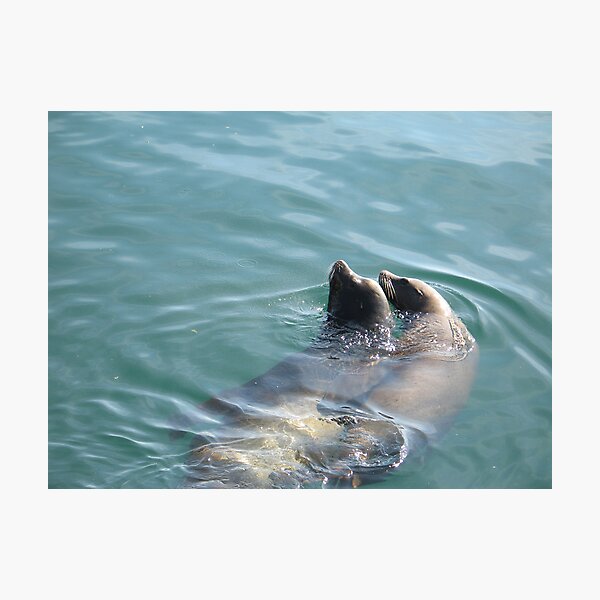 Sea Lion Couple Photographic Print