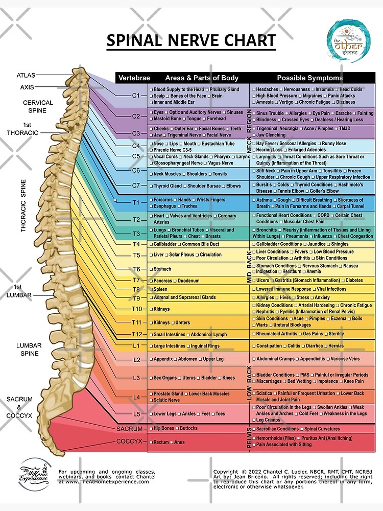 Chakra Spinal Nerve Chart Premium Matte Vertical Poster sold by William ...