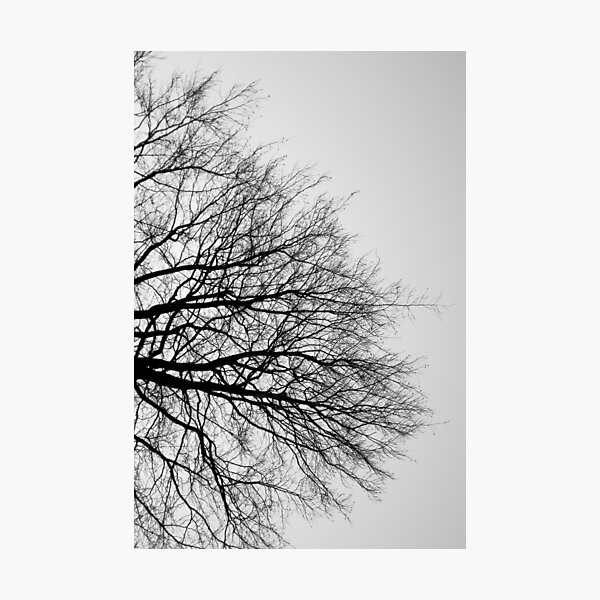 Branches Photographic Print