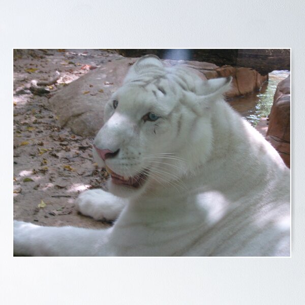 Item preview, White Beauty  designed and sold by NicholeHoag.