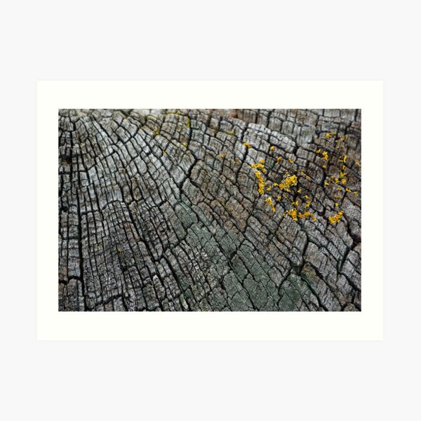 Cracked Wood Art Print
