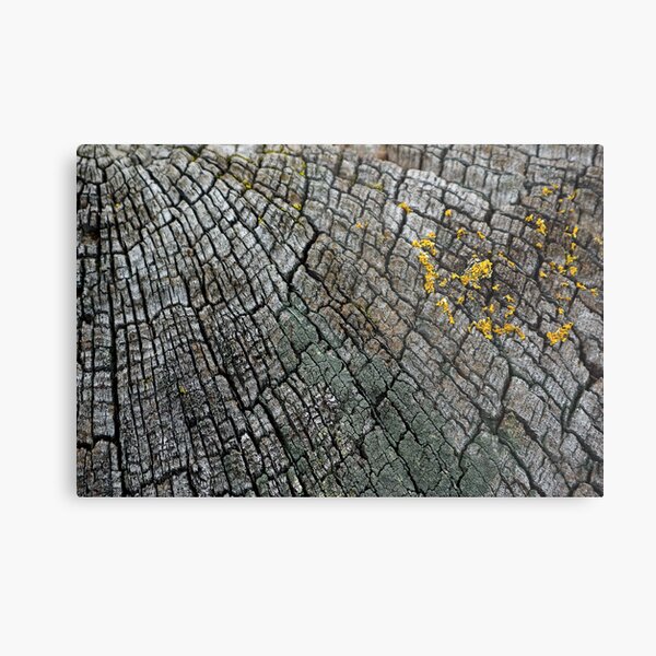 Cracked Wood Metal Print