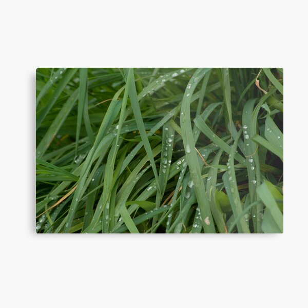 Now the Rain Has Gone Metal Print