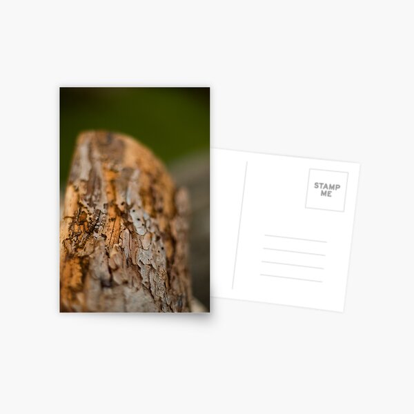 Log Postcard