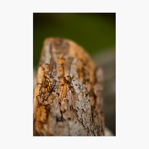 Log Photographic Print