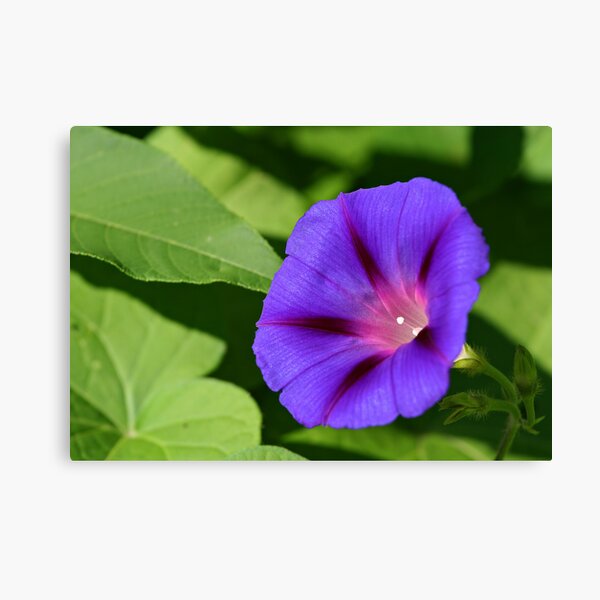 Morning Glory Canvas Print