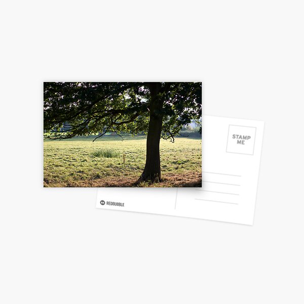 Cow Tree Postcard