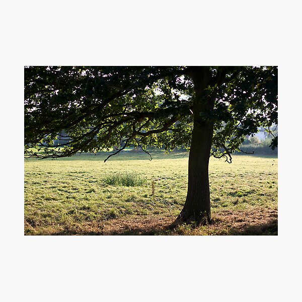 Cow Tree Photographic Print