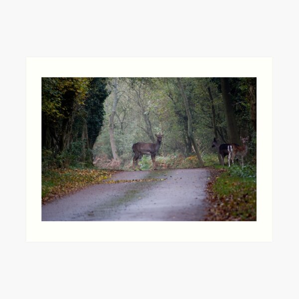 Deer Art Print