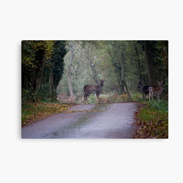 Deer Canvas Print