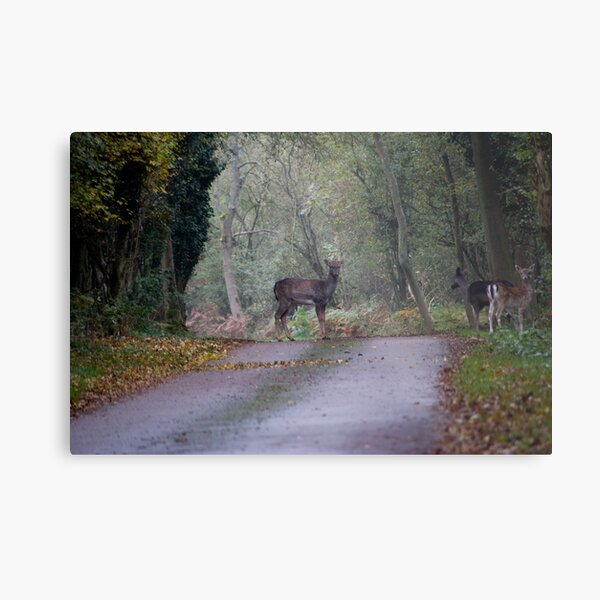 Deer Metal Print