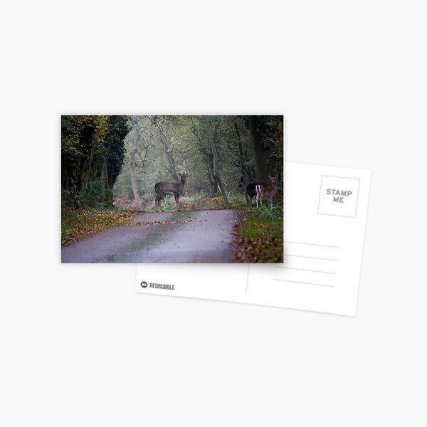 Deer Postcard