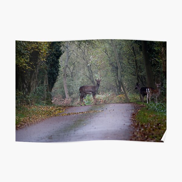 Deer Poster