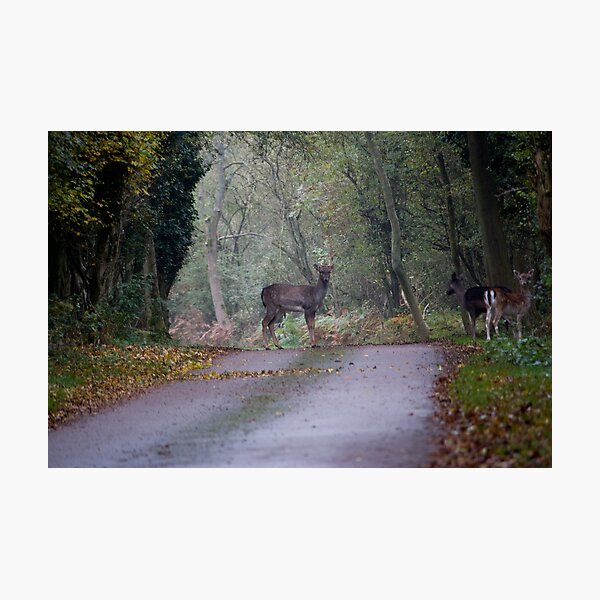 Deer Photographic Print