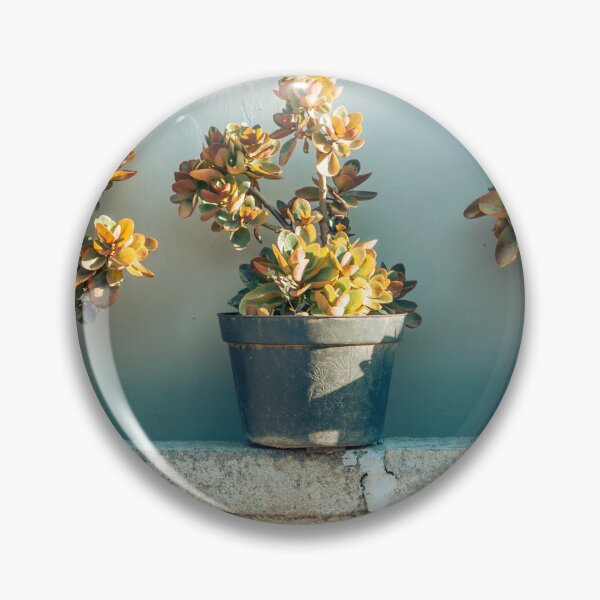 Item preview, Succulents in pots designed and sold by Sansaranna.
