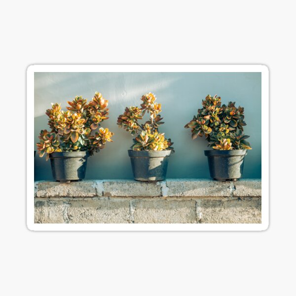 Succulents in pots Sticker
