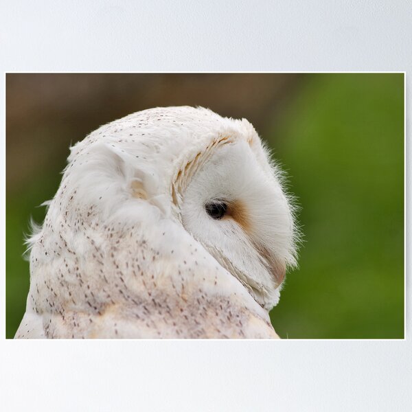 Item preview, Barn Owl designed and sold by Jenn Ridley.