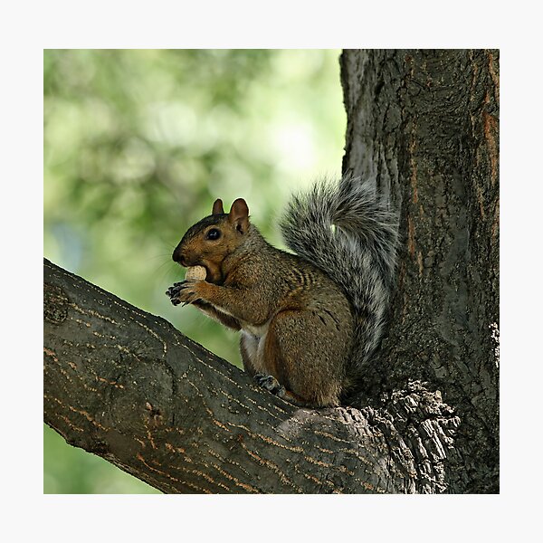 I Found My Nuts Photographic Print