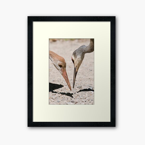 Item preview, sandhill cranes designed and sold by jude walton.