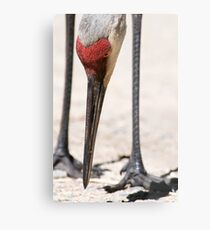 sandhill crane Metal Print