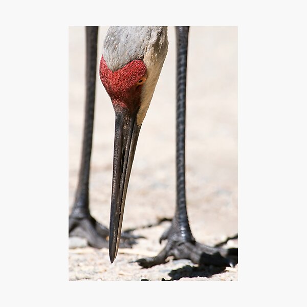 Item preview, sandhill crane designed and sold by jude walton.