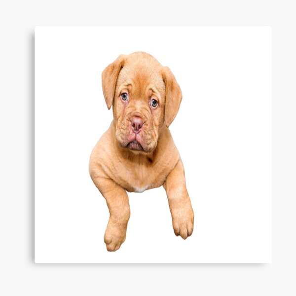 Artikel-Vorschau von Entzückender Hündchen Doglover, designt und verkauft von Nero9o.