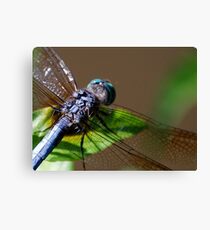 Perched Canvas Print