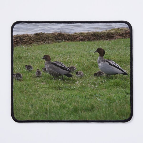 Item preview, Ducklings and parents at Lake Wendouree designed and sold by charlienelson.