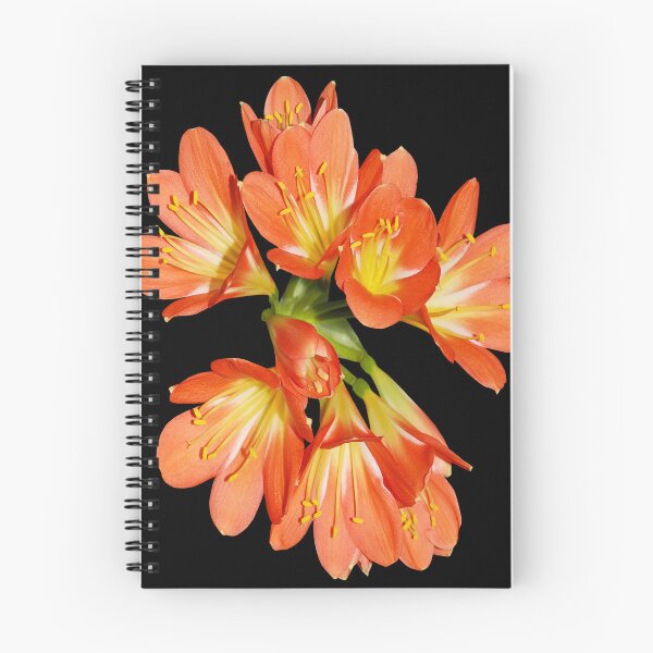 Aperçu de l'œuvre Lys orange des Incas Fleur, fleurs fleurs créée et vendue par CORYNKOSER.