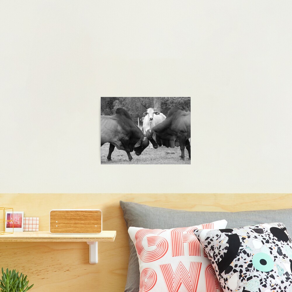 The Referee Photographic Print