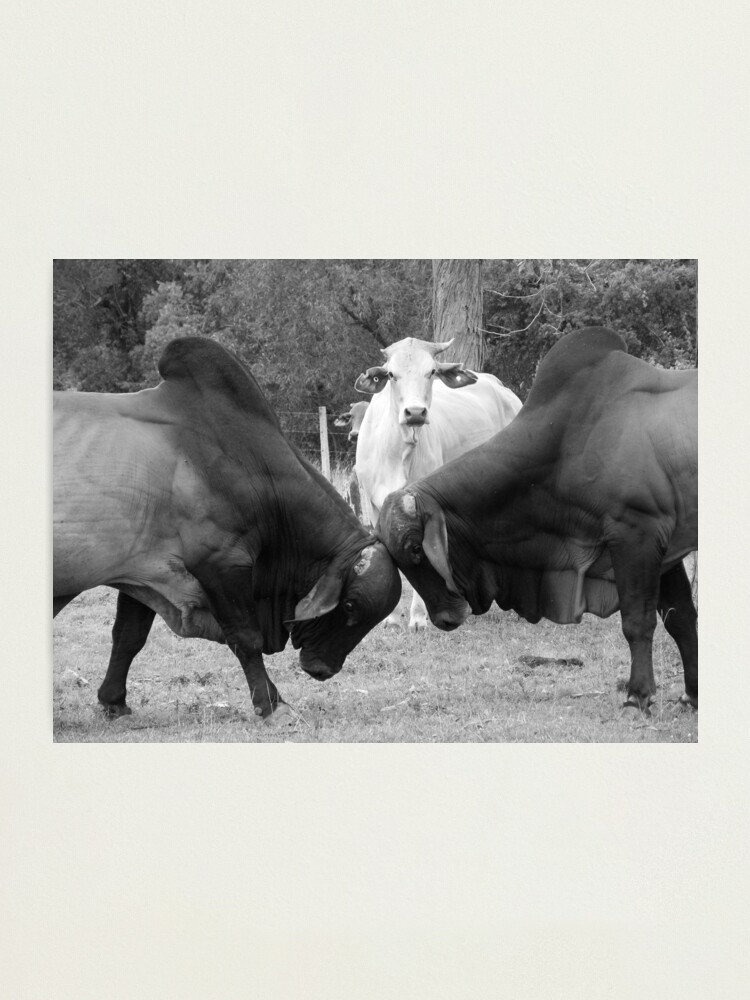 Alternate view of The Referee Photographic Print