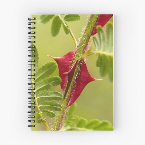 Item preview, Spines of Rosa omeiensis. designed and sold by Zosimus.