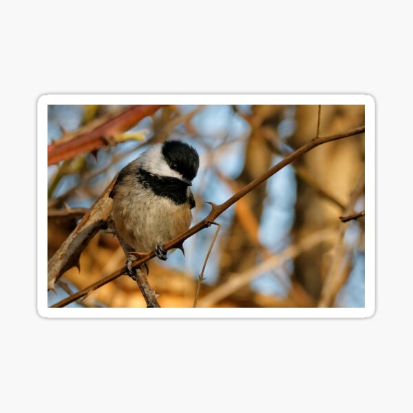 A Curious Black-Capped Chickadee in the Forest Sticker