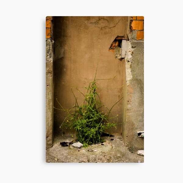Life's Full of Surprises Canvas Print