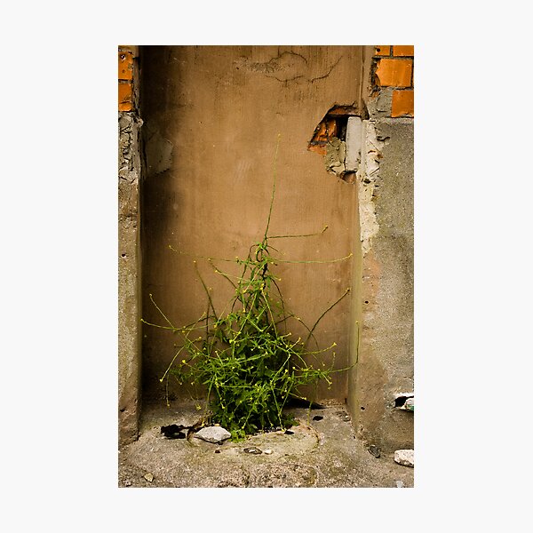 Life's Full of Surprises Photographic Print