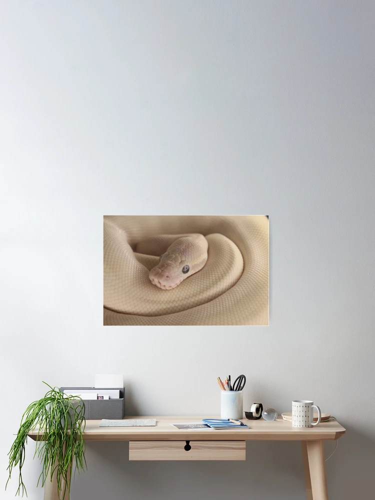 Thumbnail 2 of 3, Poster, Ball Python designed and sold by LizardBeans.