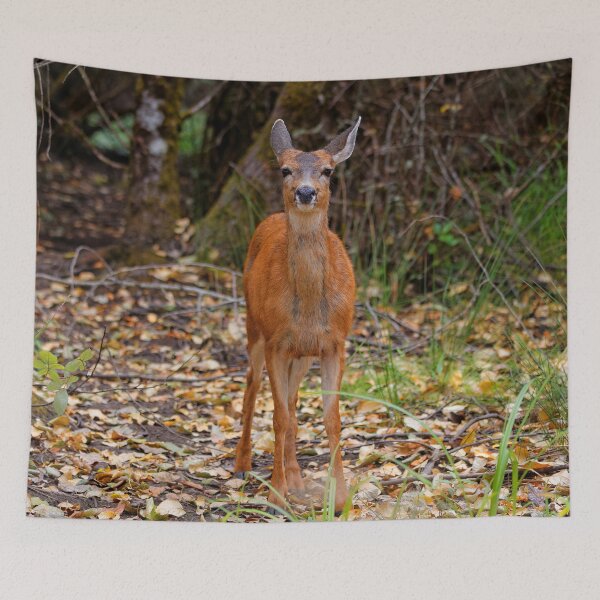 Item preview, Cute Blacktail Deer Smile designed and sold by walkswithnature.