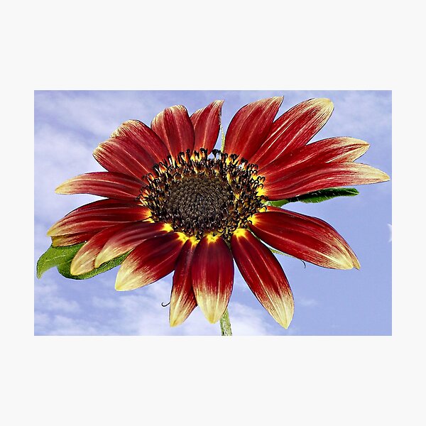 Item preview, Autumn Sunflower designed and sold by Marcella Babineaux.