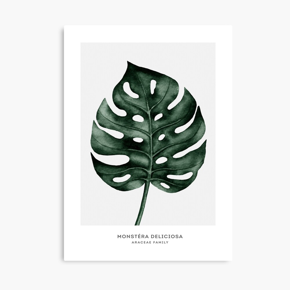 Monstera leaves tropical foliage drawing exotic Vector Image