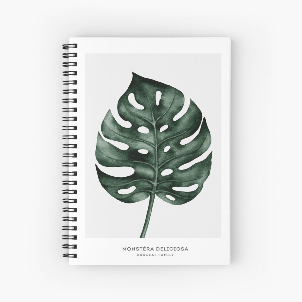 Monstera Leaf, Plant Stem, Plants, Drawing, Geometry, Sticker, Leaflet,  Trunk, Leaf, Plant Stem, Plants png | PNGWing