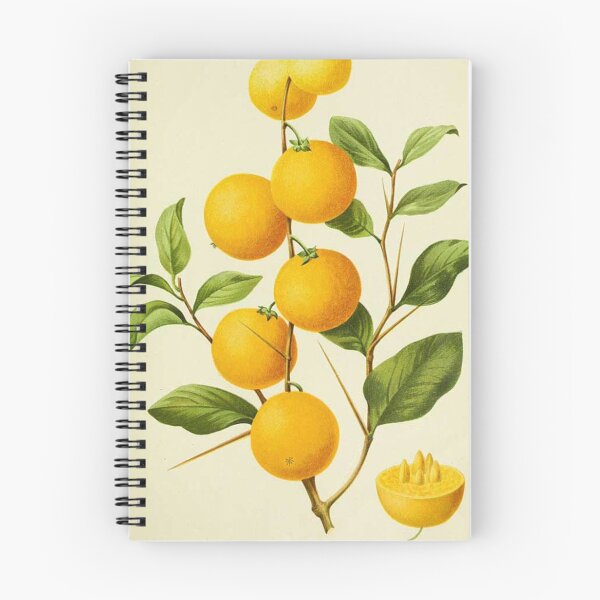 Item preview, Fruit - Umkokola, Kayaba, Kei apple, or Kau apple - Dovyalis caffra designed and sold by AlleghenyDesign.