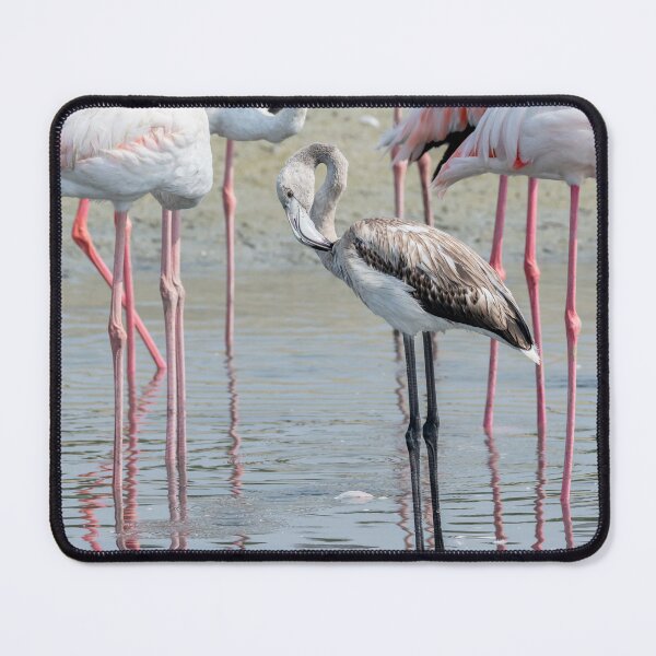 Item preview, Juvenile Flamingo with Adults designed and sold by stedata.
