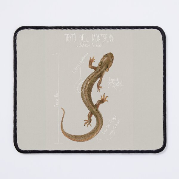 Item preview, Scientific print of the Montseny Newt designed and sold by AbbyLedGar.