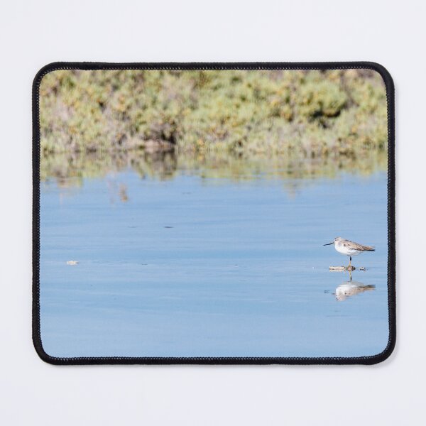 Item preview, Small bird in the mangrove of Umm Al Quwain, United Arab Emirates designed and sold by DavidGabisPhoto.