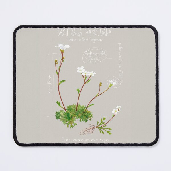 Item preview, Saxifraga Vayredana Scientific Drawing Sheet designed and sold by AbbyLedGar.