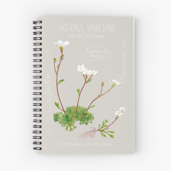 Item preview, Saxifraga Vayredana Scientific Drawing Sheet designed and sold by AbbyLedGar.