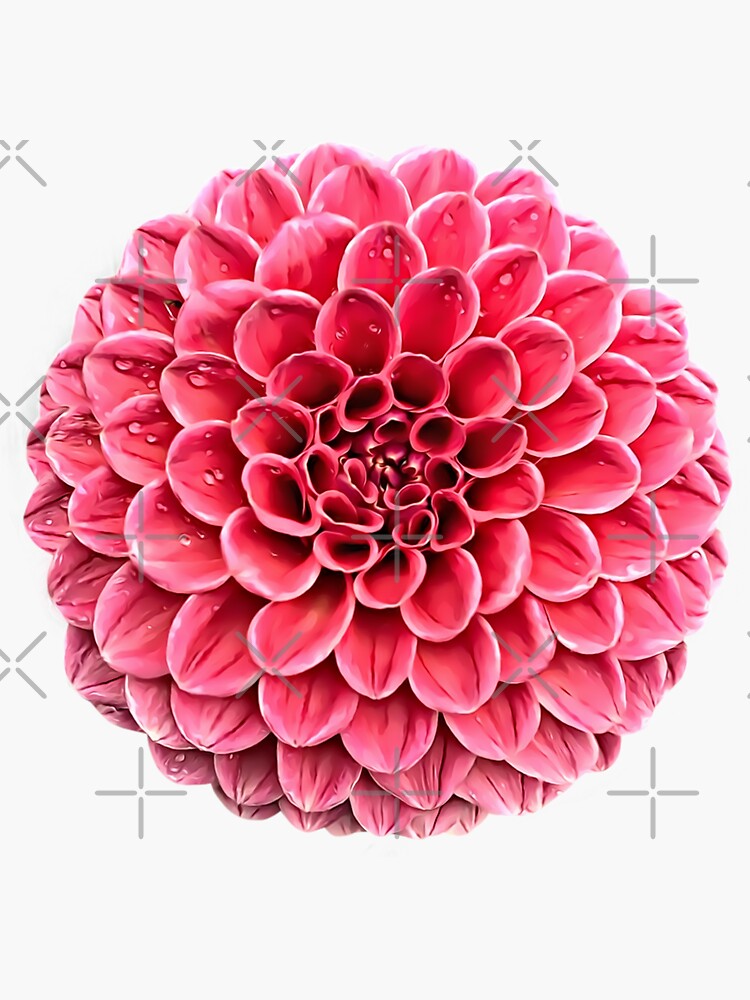 Pastel Coral Pink Pom Pom Dahlia Flower Sticker For Sale By